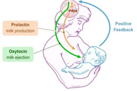 Breastmilk Production